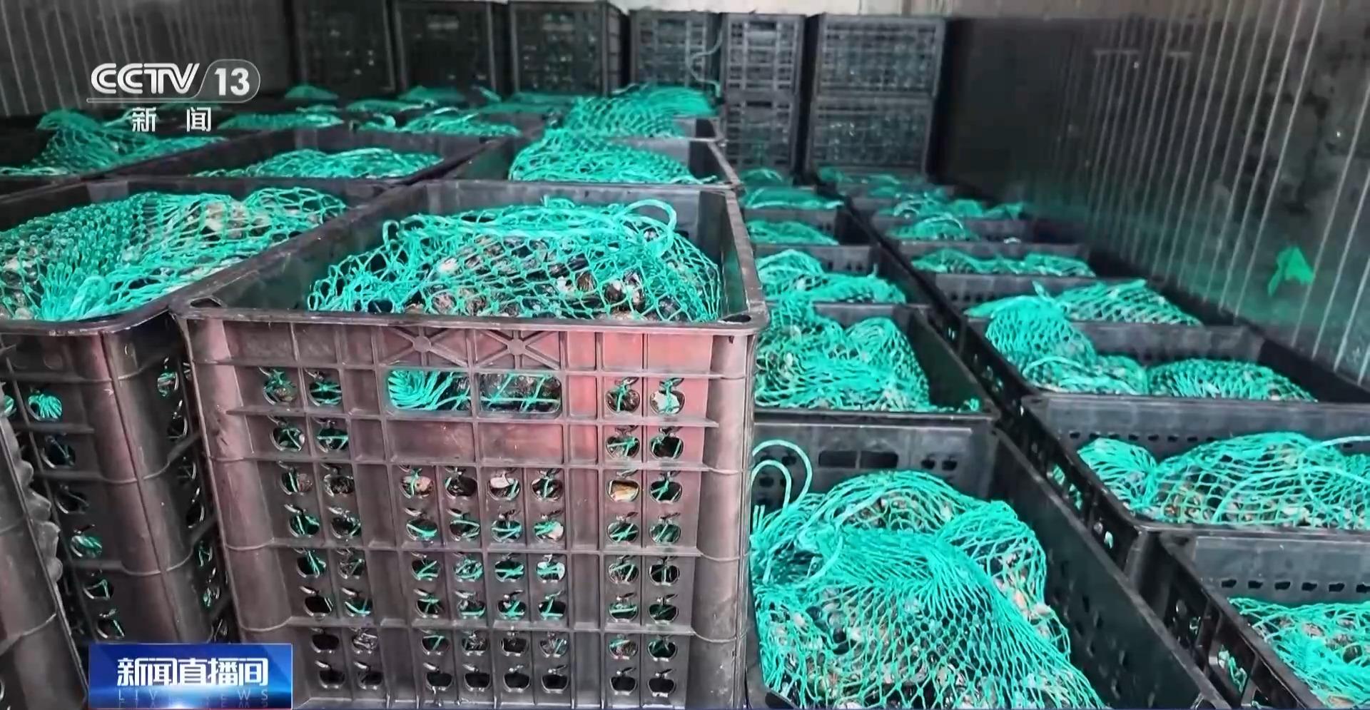 央视关注:福建连江开渔后首批渔获上岸 鲜活贻贝首次销往台湾地区 央视关注:福建连江开渔后首批渔获上岸 鲜活贻贝首次销往台湾地区
