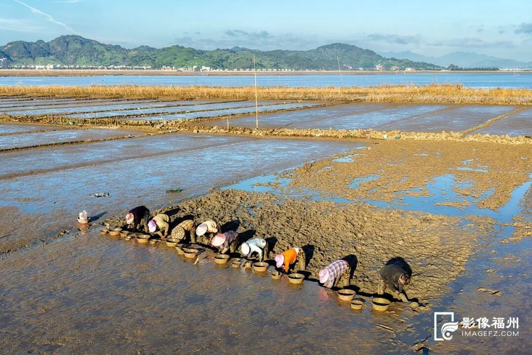 福州这里有全蛏宴，鲜美无比！