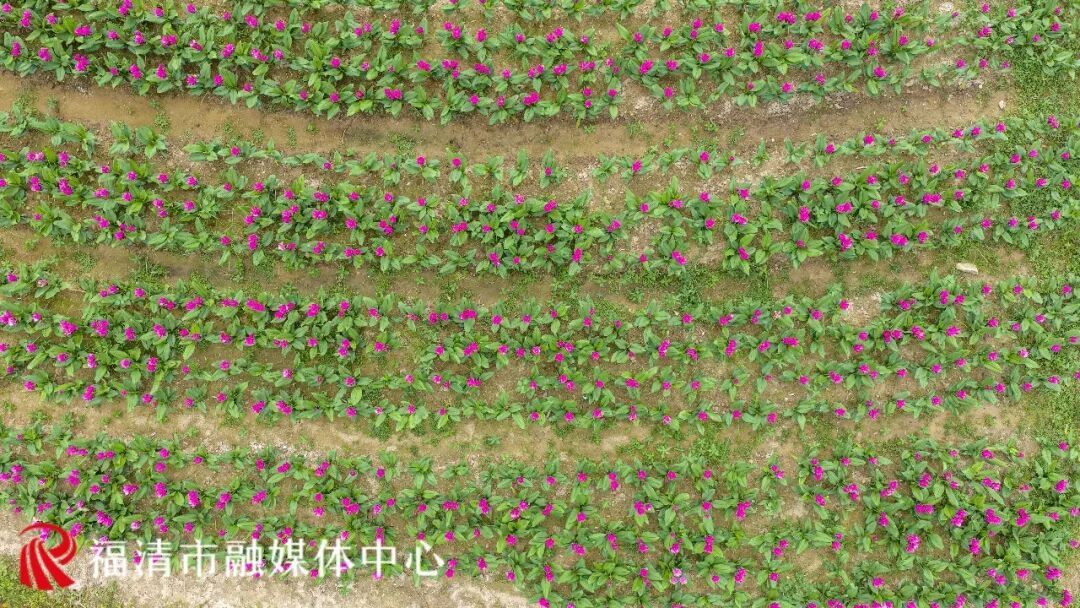 要火！福州花海又上新了！不少游客赶去打卡……