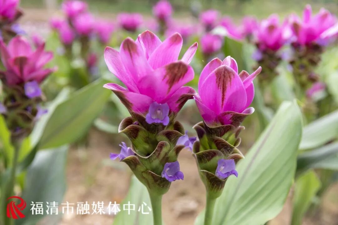 要火！福州花海又上新了！不少游客赶去打卡……