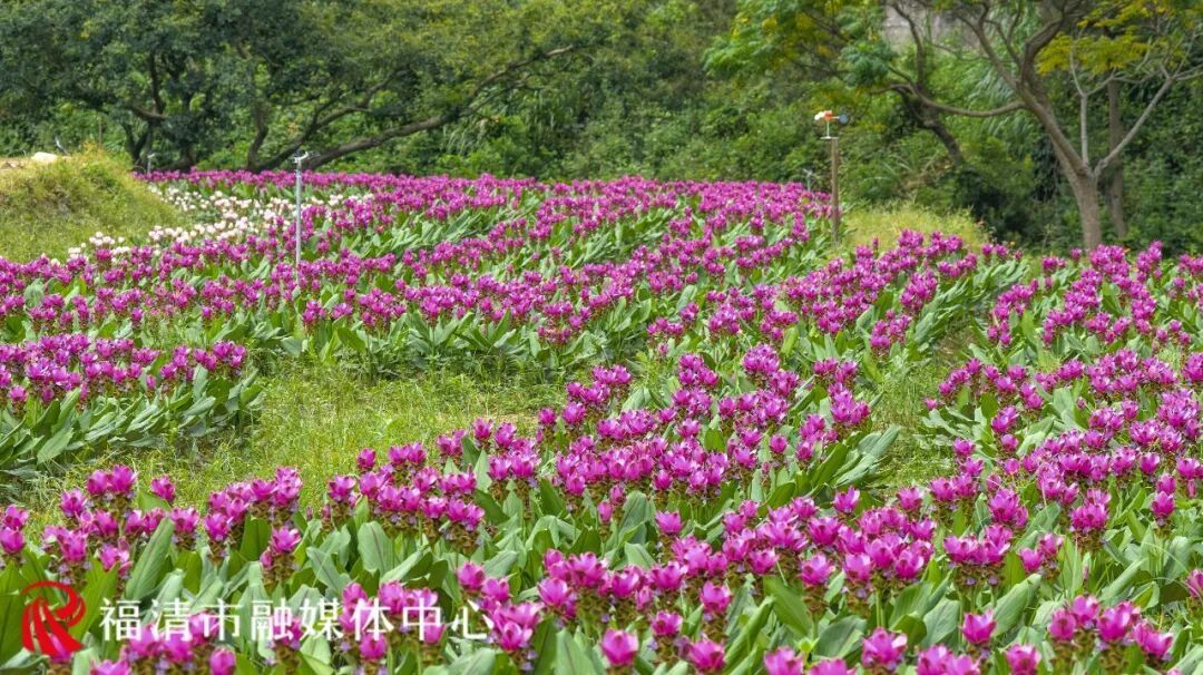 要火！福州花海又上新了！不少游客赶去打卡……