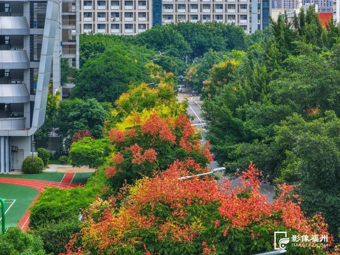 要火！福州花海又上新了！不少游客赶去打卡……