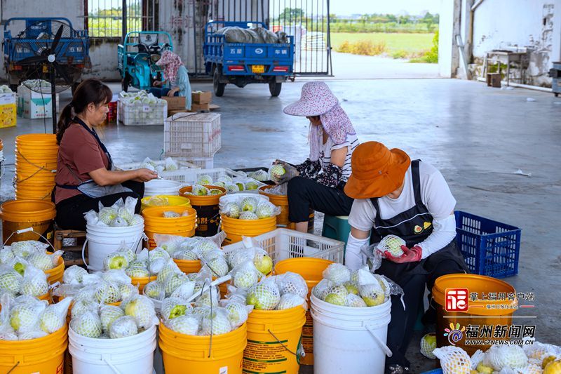 县在发生｜一口甜、一口鲜、一仓满！福州秋收好“丰”景