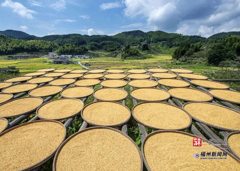县在发生｜一口甜、一口鲜、一仓满！福州秋收好“丰”景
