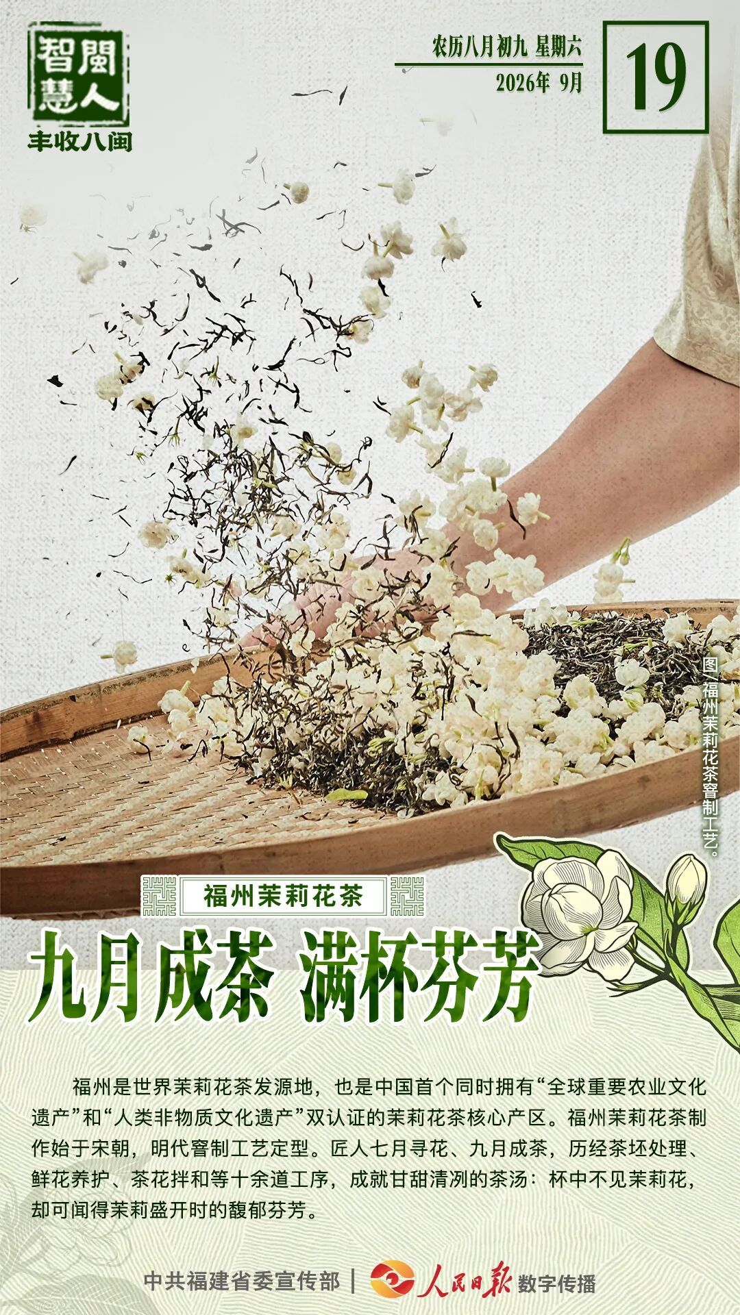 闽人智慧丨福州茉莉花茶:九月成茶,满杯芬芳_福州_新闻频道_福州新闻网