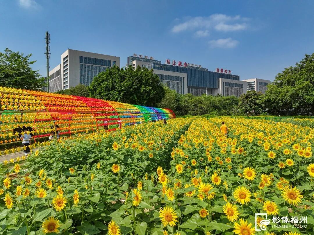 5万平方米！快到花海公园邂逅“梵高油画”美景