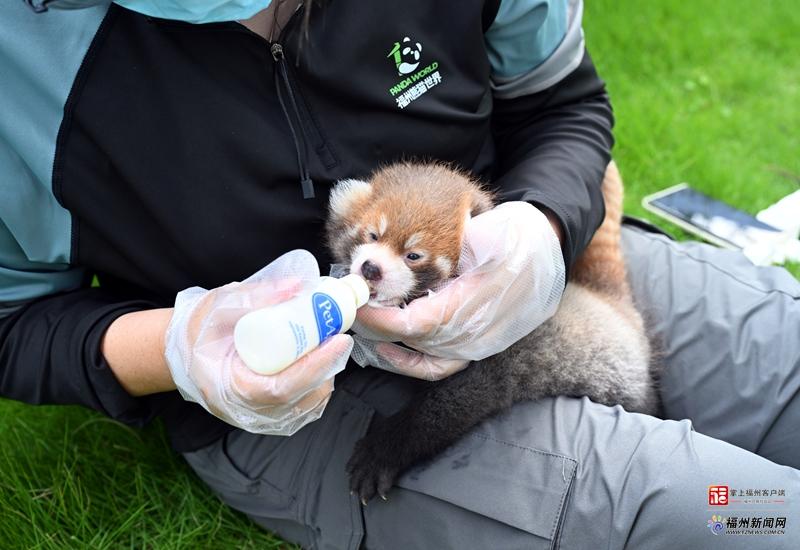 取名“花卷”“花生” 福州熊猫世界迎新馆首对龙凤胎小熊猫